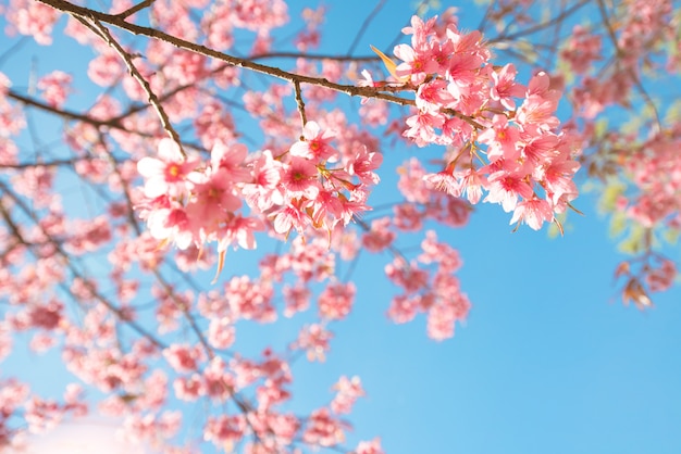 Belle Fleur De Sakura Fleur De Cerisier Au Printemps Fleur D Arbre De Sakura Sur Ciel Bleu Photo Premium