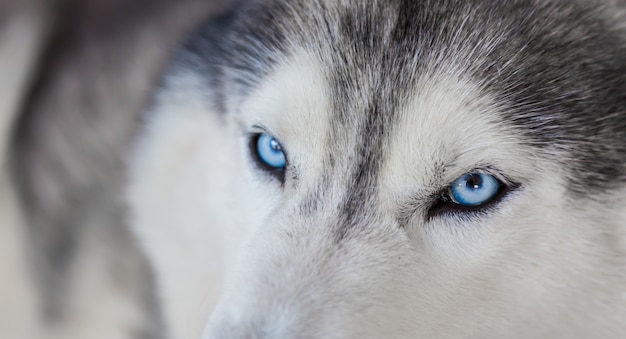 Belle Husky Aux Yeux Bleus Photo Gratuite