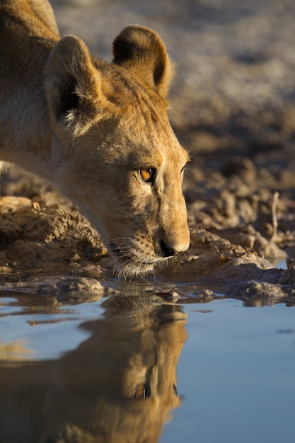 Belle Lionne Eau Potable Du Lac Avec Son Reflet Dans L Eau Photo Gratuite