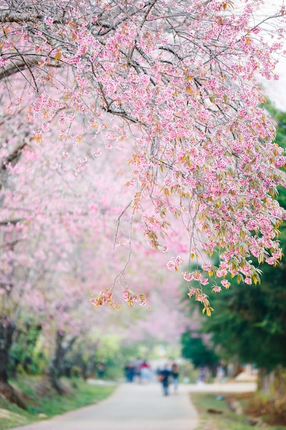 Belle Passerelle Sous Le Sakura Ou Fleur De Cerisier En