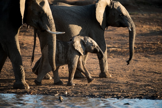 Belle Photo D Un Bebe Elephant D Afrique Marchant Avec Le Troupeau Photo Gratuite