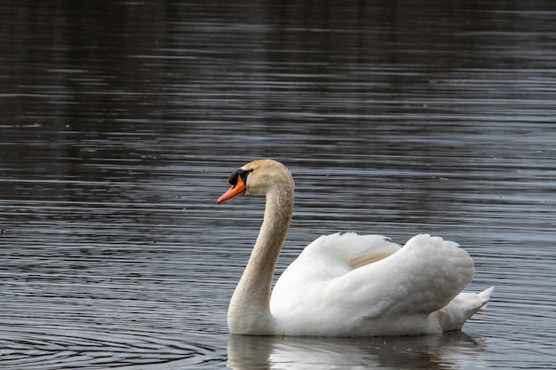 Belle Photo D Un Cygne Blanc Nageant Dans L Eau Photo Gratuite