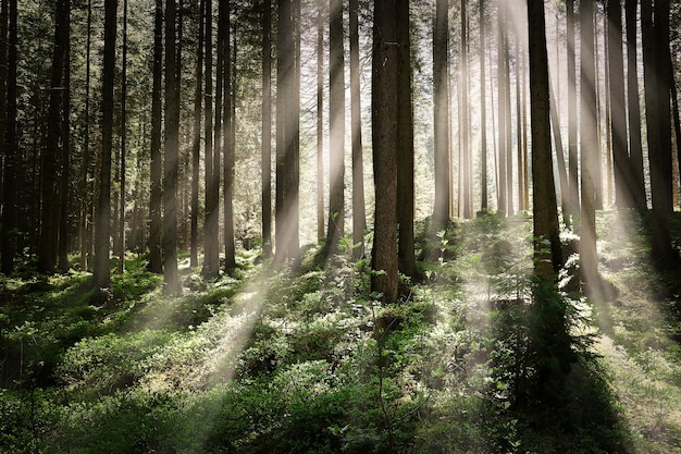 Belle Photo D Une Foret Avec De Grands Arbres Et Des Rayons De Soleil Brillants Photo Gratuite