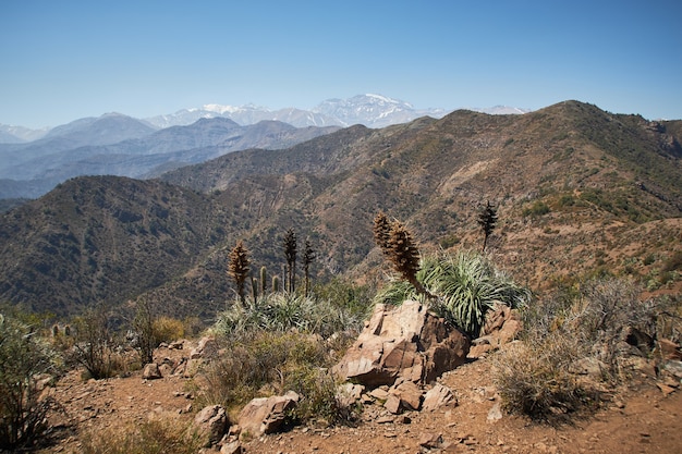 Belle Photo De Plantes Seches Et D Arbustes Sur Les Montagnes Photo Gratuite