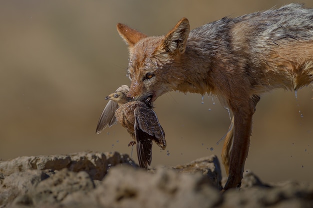 Belle Photo D Un Renard De Sable Humide Tenant Un Oiseau Mort Dans Sa Bouche Photo Gratuite