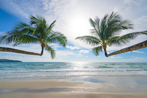 Belle Plage Tropicale Et Mer Avec Cocotier Sous Un Ciel Bleu