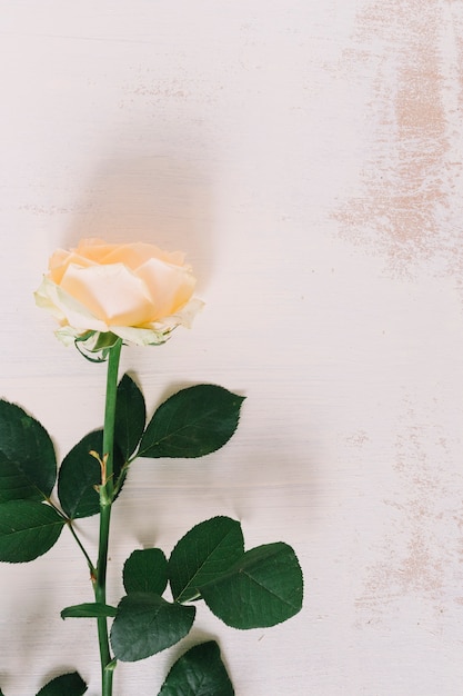 Belle Rose Jaune Avec Une Tige Verte Et Des Feuilles Contre