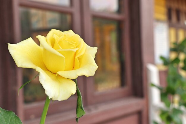 Belle rose en tropical Photo Premium