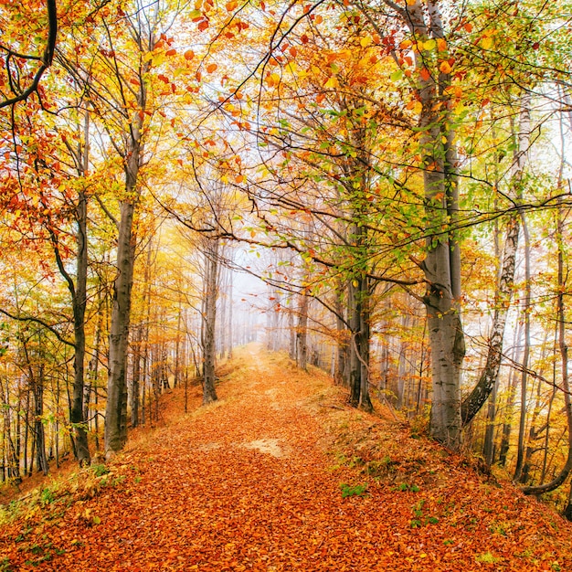 Belle Vue Sur La Foret Par Une Journee Ensoleillee Paysage D Automne Carpates Ukraine Photo Premium