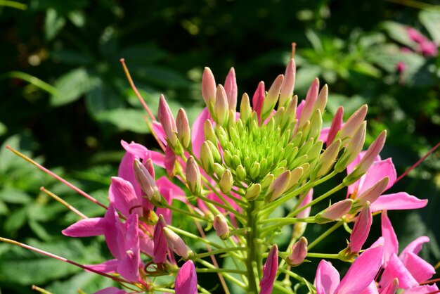 Belles fleurs dans le jardin à côté de la maison. feuilles vertes avec une belle lumière du soleil utilisées comme image de fond. fleurs colorées avec des papillons et des insectes. fleurs colorées dans le parc de la ville Photo Premium
