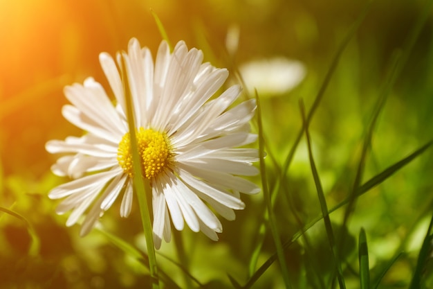 Belles marguerites sur le pré. Photo Premium