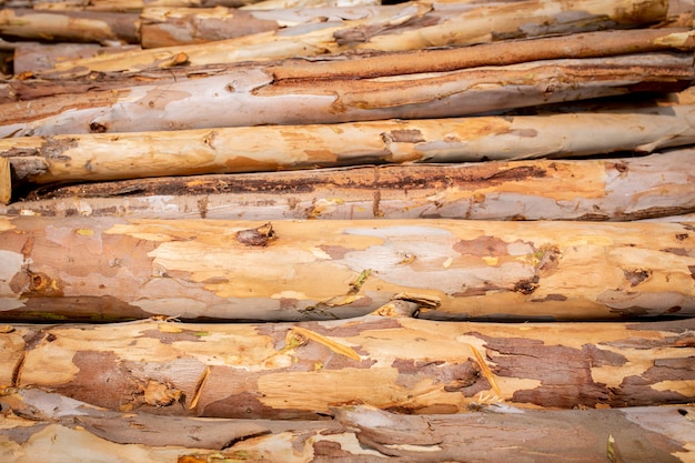 Bois D'eucalyptus Disposé En Couches, Tas De Grumes De Bois D