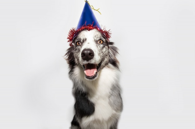 Bonne Fete De Chien Avec Un Chapeau D Anniversaire Bleu Isole Photo Premium