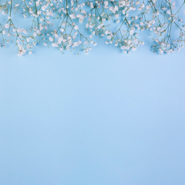 Bordure Superieure Faite Avec Des Fleurs D Haleine De Bebe Blanche Sur Fond Bleu Photo Premium