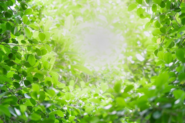 Bouchent Belle Vue Naturelle Feuilles Vertes Avec La Lumiere Du Soleil Sur La Verdure Floue Fond D Ecran B Photo Premium