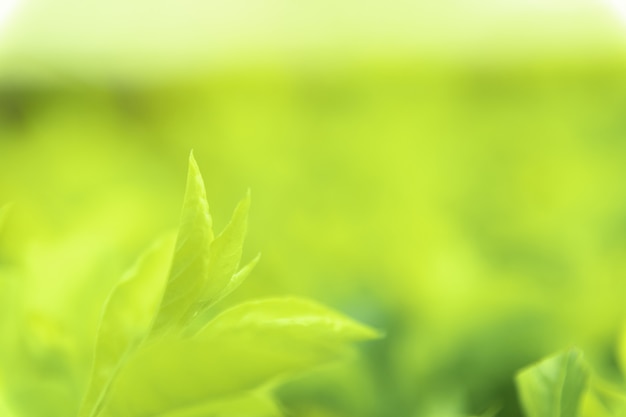 Bouchent les feuilles vertes de vue texture verte nature floue fond dans un parc, jardin ou forêt. utilisez-le pour écrire ou copier dans un espace vide sur un fond de nature verdoyante. Photo Premium