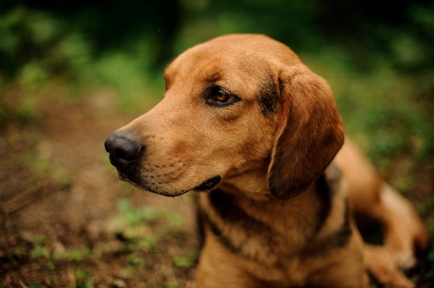 Bouchent Gingembre Brun Et Chien Noir En Regardant Sur Le Côté 