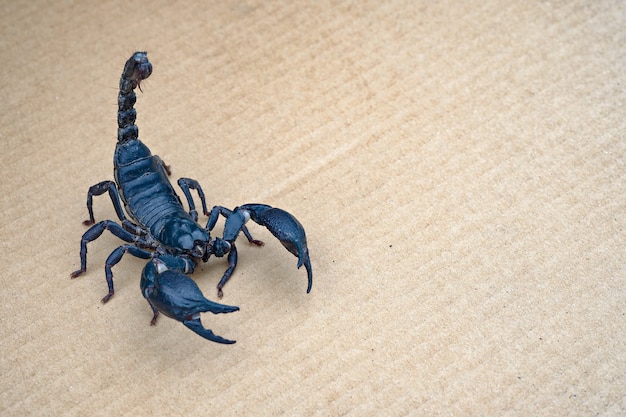 Bouchent le scorpion sur fond isolé avec espace de copie Photo Premium