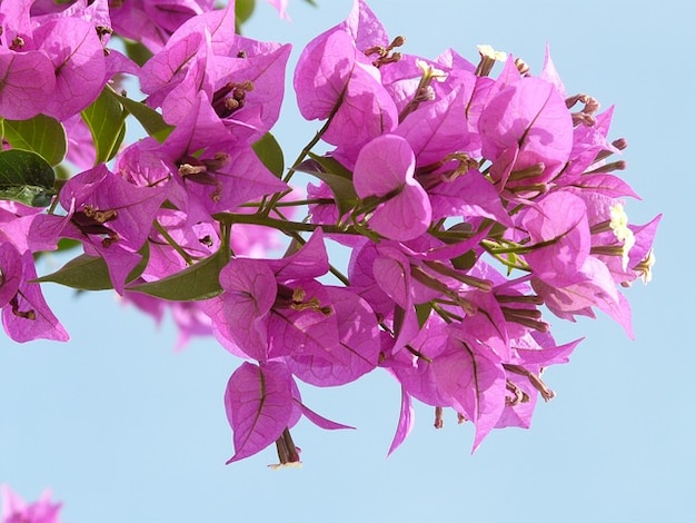 Carte Avec Fleur Bougainvillier Carte De Voeux Avec Des Fleurs Des Bougainvillées Carte De Voeux De La Nature Design Fait Main Carte No1172