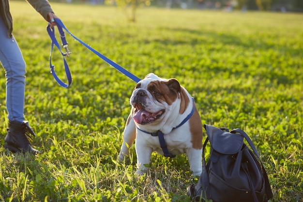 Bouledogue britannique jouer au parc Photo Premium