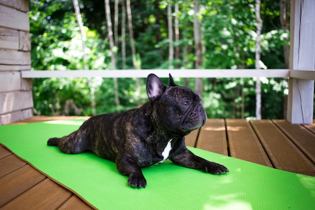 Bouledogue Français Bringé Allongé Sur Le Tapis De Yoga Sur