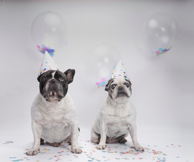 Bouledogue Francais Fete Son Anniversaire Avec Des Ballons Et Des Confettis Photo Premium