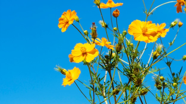 Bouquet De Belles Fleurs Jaunes Sur Fond De Ciel Bleu Clair