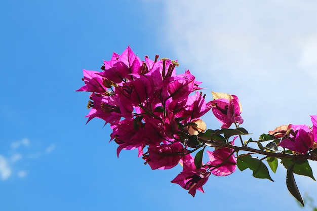 Bouquet De Couleur Rose Vif Fleur De Bougainvillier Contre Le Ciel Bleu Ensoleille Photo Premium