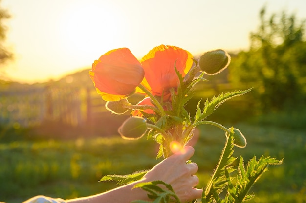 Bouquet De Fleurs De Coquelicots Rouges Dans Une Main Feminine Fond Vert Nature Ciel Coucher De Soleil Heure D Or Photo Premium