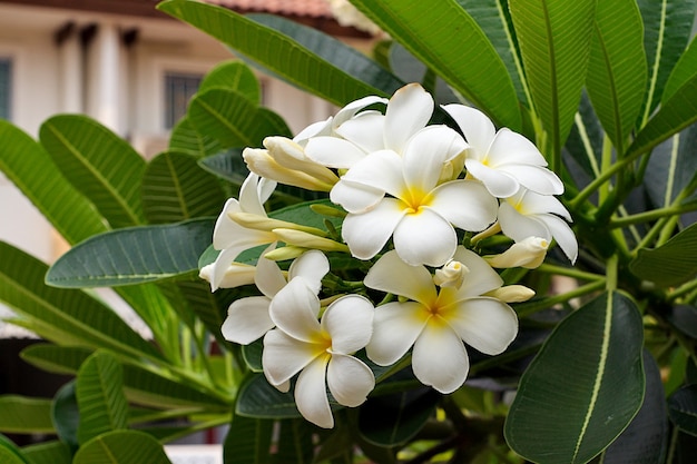 Bouquet De Floraison Blanche Plumeria Ou Fleurs De