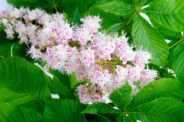 Branche De Chataignier Avec Feuilles Et Fleur Photo Premium