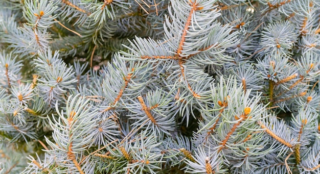 Branches d'épicéa - fond naturel. vacances de noël. Photo Premium