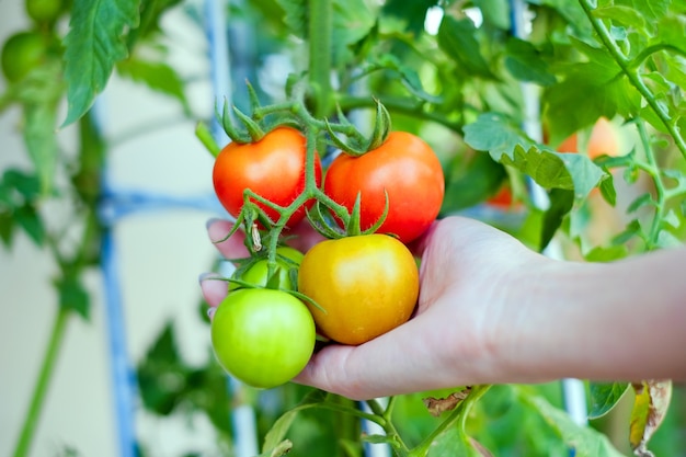 Bras de femmes asiatiques tenant une branche de tomates jaunes et vertes rouges Photo Premium