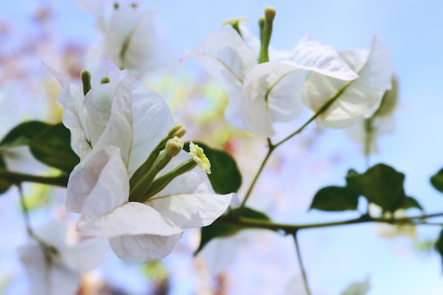 Brunch Darbre En Fleurs Avec Des Fleurs Blanches