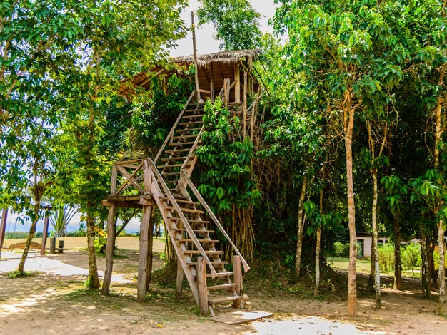  Cabane  En Bois Sur Bambou  Pour Voir Animal Et Vue Sur La 