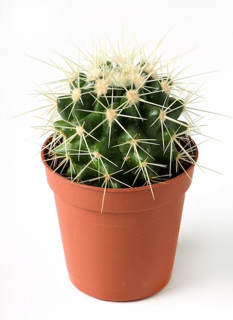  Cactus  En Pot  Photo Gratuite