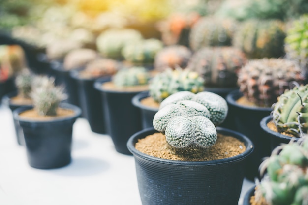 Cactus vert flou bouchent cactus oreilles de lapin ou opuntia microdasys flou fond Photo Premium