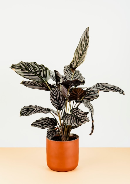  Calathea  ornata  sanderiana dans un pot de fleur orange 