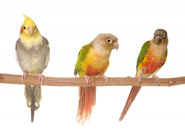 Calopsitte et green-cheeked perruche Photo Premium