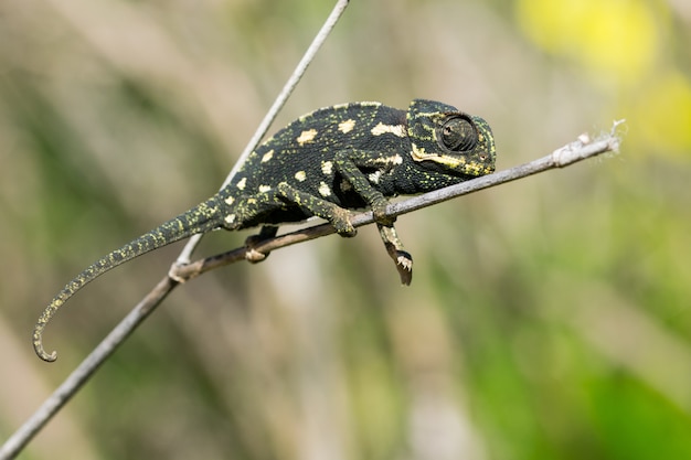 Cameleon Bebe En Equilibre Sur Une Branche De Fenouil Photo Gratuite