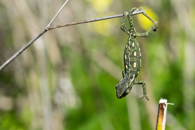 Cameleon Bebe En Equilibre Sur Une Branche De Fenouil Photo Gratuite