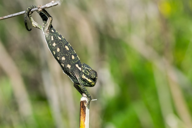 Cameleon Bebe En Equilibre Sur Une Branche De Fenouil Photo Gratuite