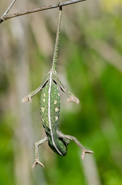 Cameleon Bebe En Equilibre Sur Une Branche De Fenouil Photo Gratuite