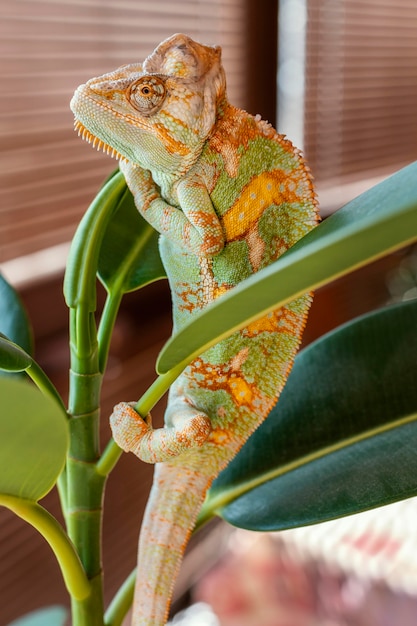 Cameleon Mignon Sur Plante Photo Gratuite