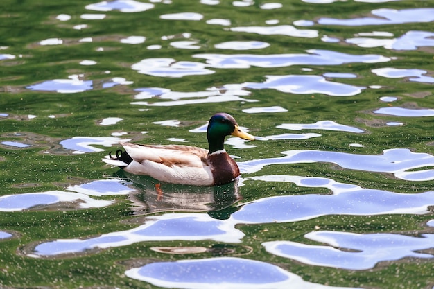 Le canard des bois lac nature faune drake | Télécharger ...