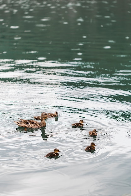 Canard Colvert Nageant Avec Des Bebes Canards Sur Le Lac Photo Gratuite