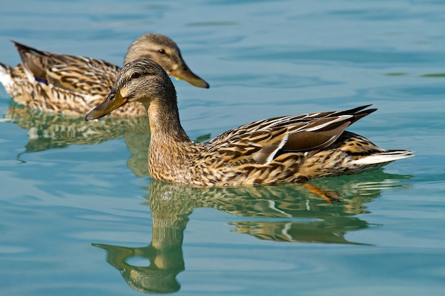 Canard Dans L'eau | Photo Premium