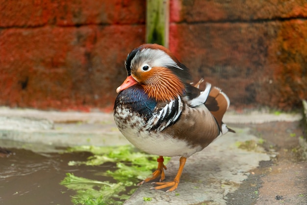 Canard Mandarin Ou Aix Galericulata A La Ferme D Oiseaux Photo Premium