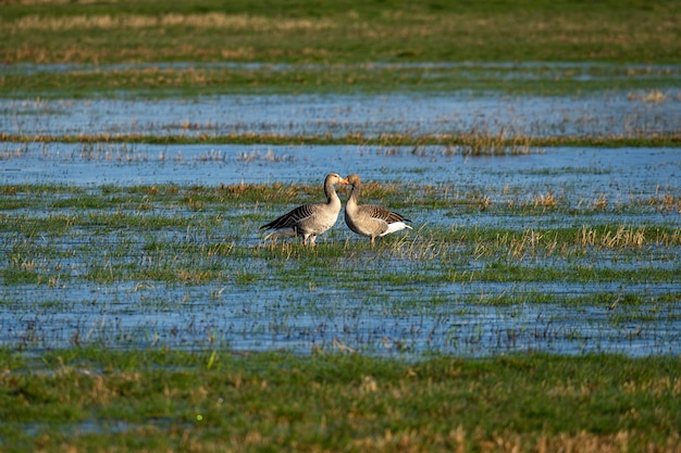 Canards debout l'un en face de l'autre sur un champ d'herbe trempé d'eau Photo gratuit