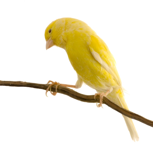 jaune canari